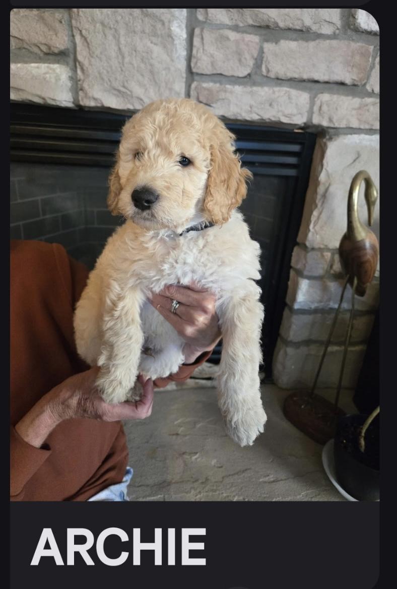Archie, Adopted, Puppy Male Goldendoodle.