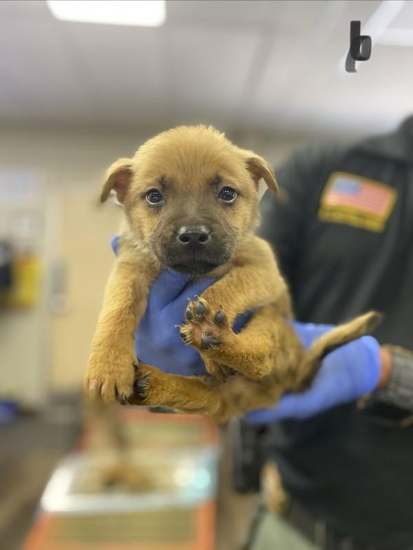 Enlarge Winston, a Adoptable mixed breed in Victorville, CA image 1/1