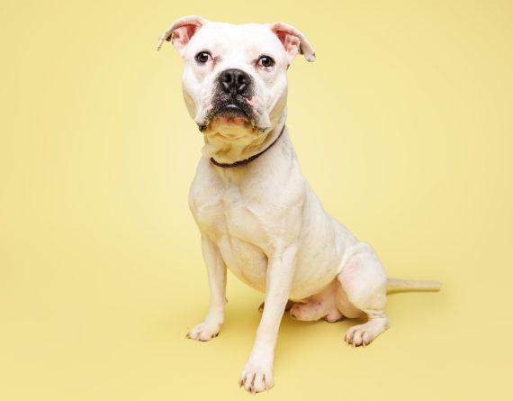 Enlarge Hugo, a Adoptable mixed breed in Durham, NC image 1/2