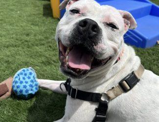 Enlarge Hugo, a Adoptable mixed breed in Durham, NC image 2/2