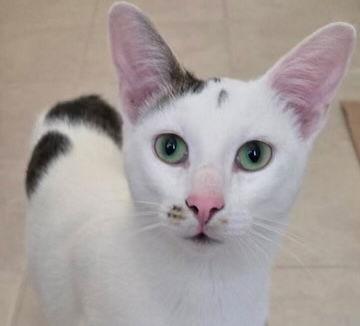 Marshall, Adopted, Young Male Domestic Short Hair.