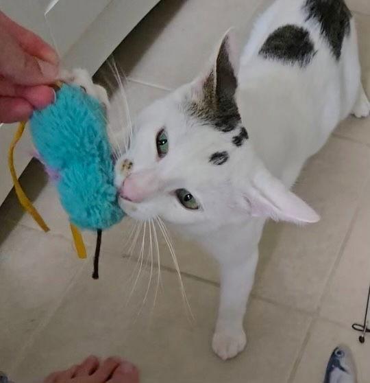 Marshall, a Adopted Domestic Short Hair in Castro Valley, CA image 2/3