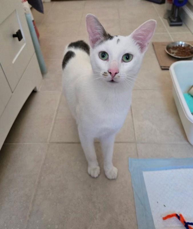 Marshall, a Adopted Domestic Short Hair in Castro Valley, CA image 3/3