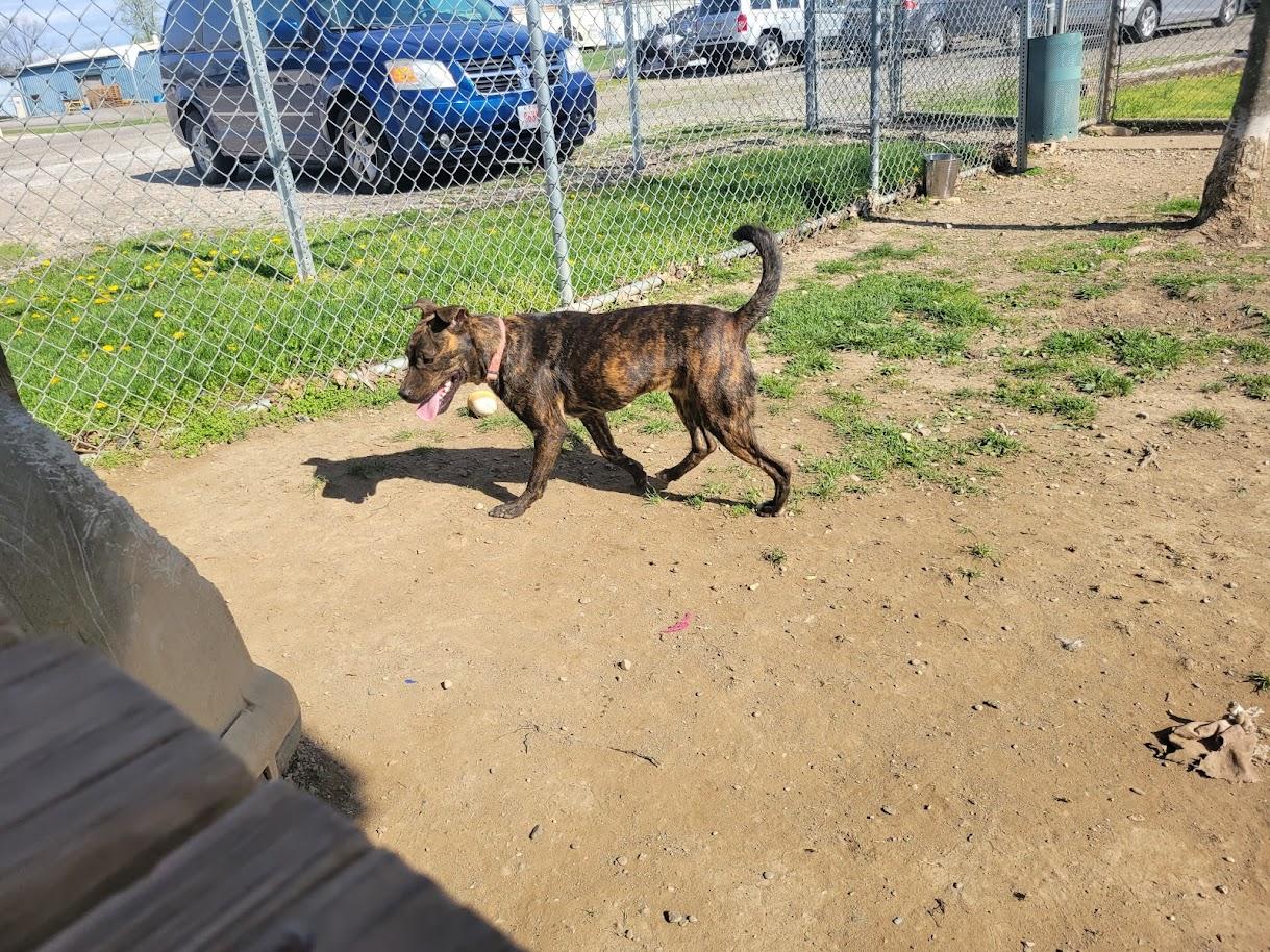 Enlarge TRINITY 054-26, a ADOPTABLE mixed breed in Cambridge, OH image 3/6