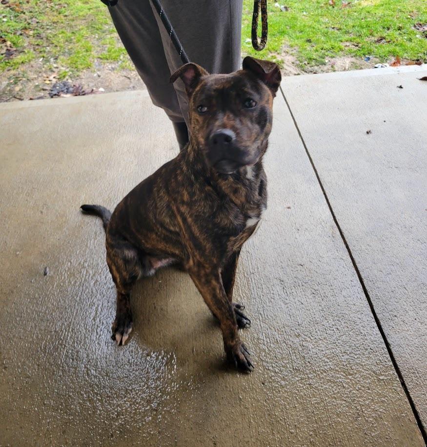 Enlarge TRINITY 054-26, a ADOPTABLE mixed breed in Cambridge, OH image 2/2