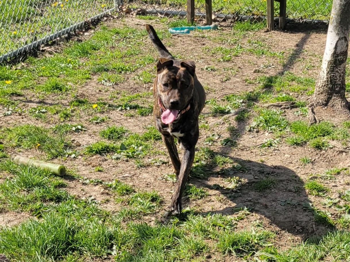 Enlarge TRINITY 054-26, a ADOPTABLE mixed breed in Cambridge, OH image 5/6