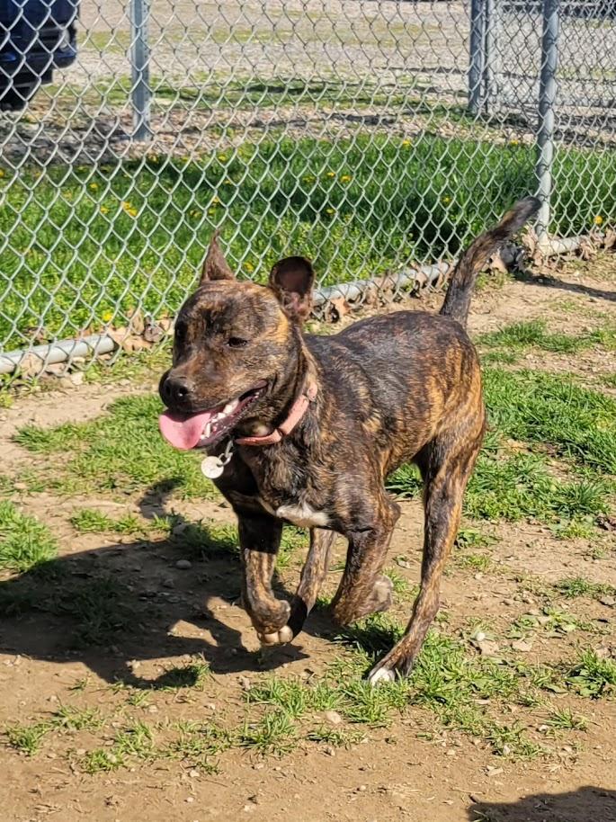 Enlarge TRINITY 054-26, a ADOPTABLE mixed breed in Cambridge, OH image 2/6