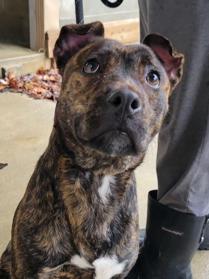 Enlarge TRINITY 054-26, a ADOPTABLE mixed breed in Cambridge, OH image 1/2