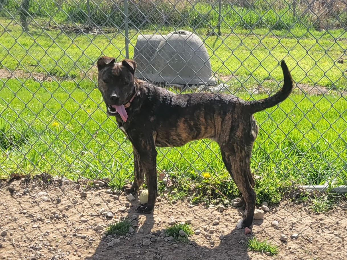 Enlarge TRINITY 054-26, a ADOPTABLE mixed breed in Cambridge, OH image 6/6