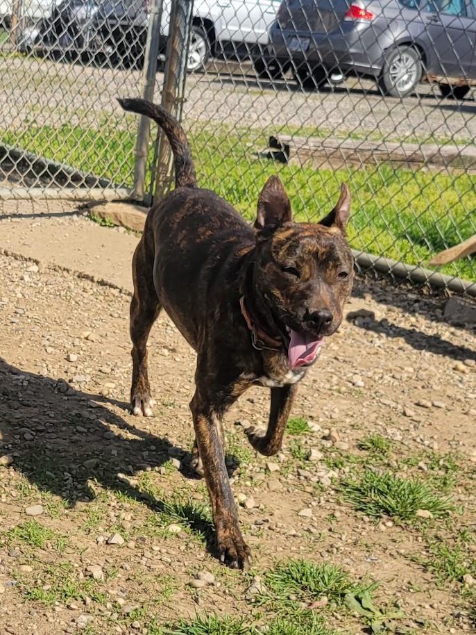 Enlarge TRINITY 054-26, a ADOPTABLE mixed breed in Cambridge, OH image 4/6