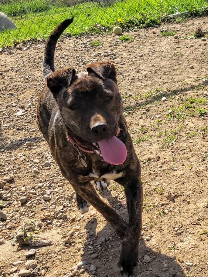 TRINITY 054-26, ADOPTABLE, Adult Female Mixed Breed.