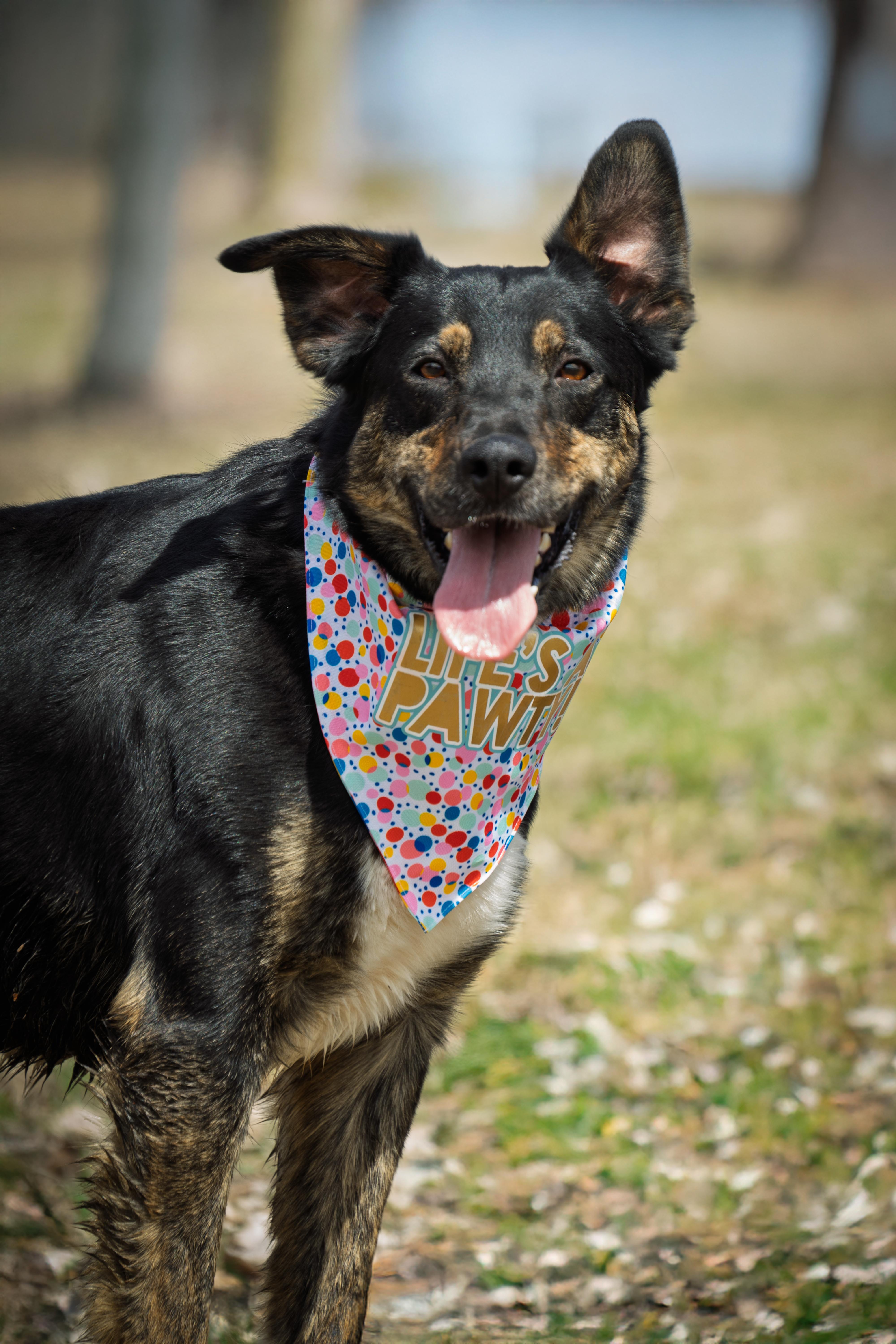 Enlarge Lucas, a Adoptable mixed breed in Auburn, NE image 2/4
