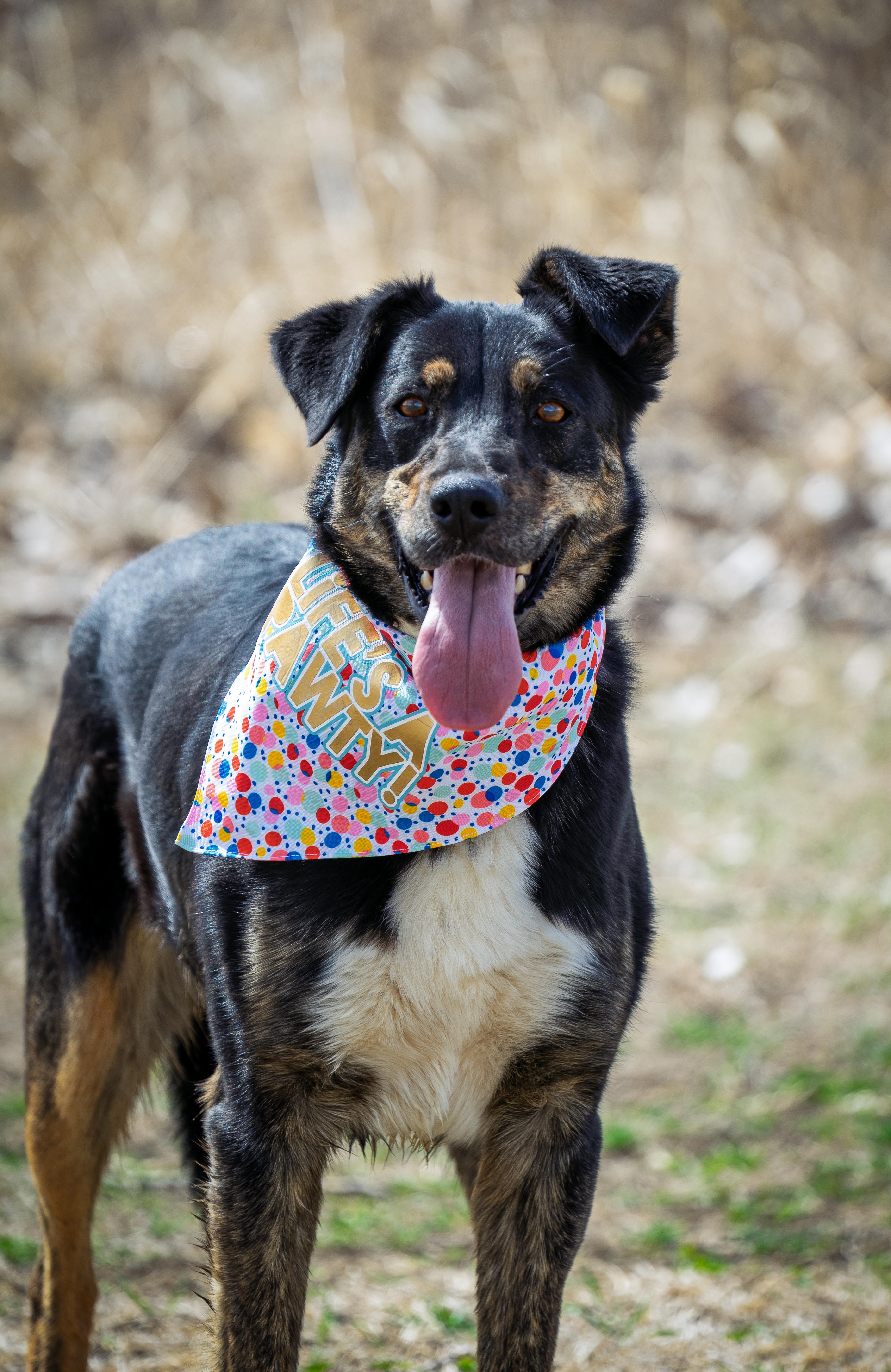 Enlarge Lucas, a Adoptable mixed breed in Auburn, NE image 3/4