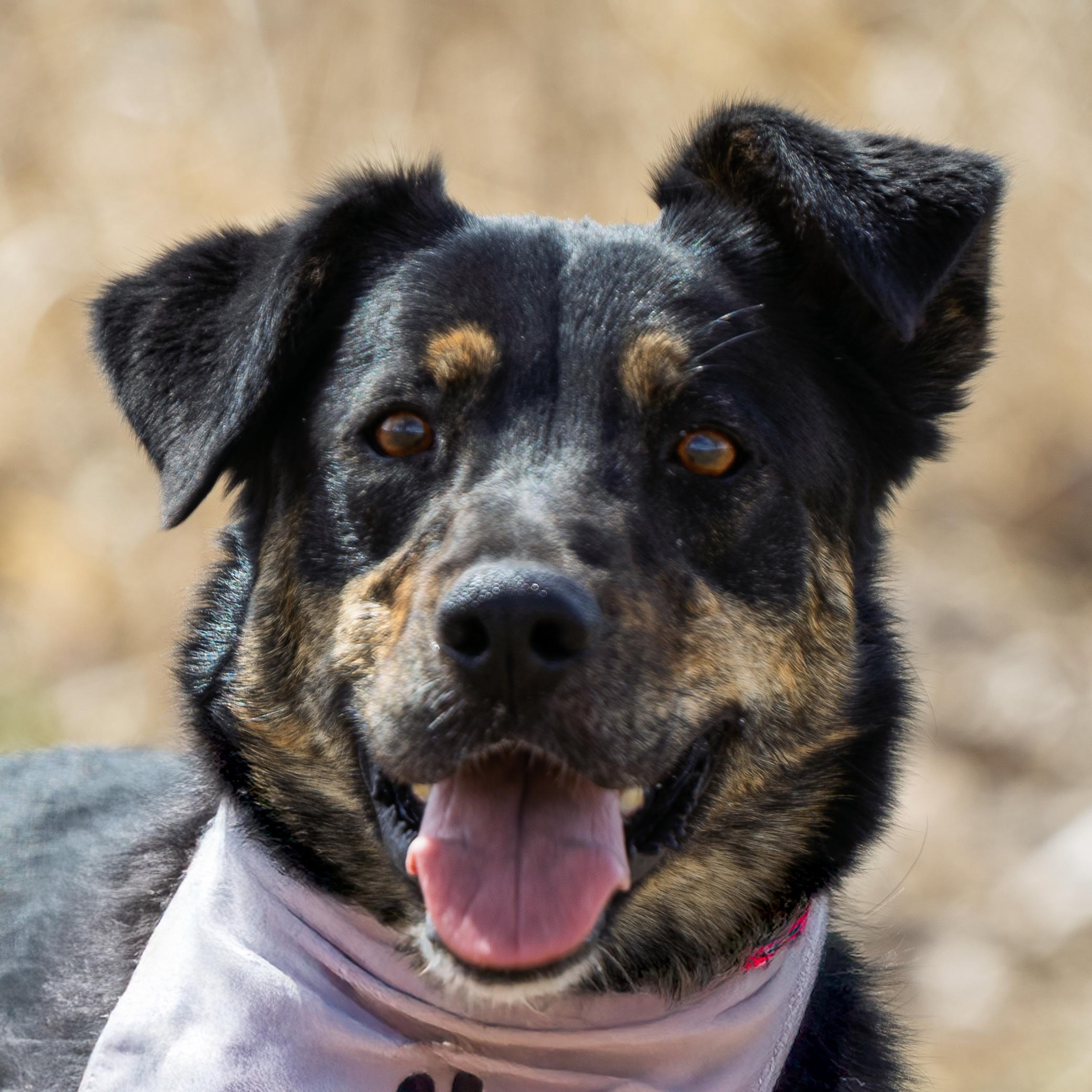 Enlarge Lucas, a Adoptable mixed breed in Auburn, NE image 1/4