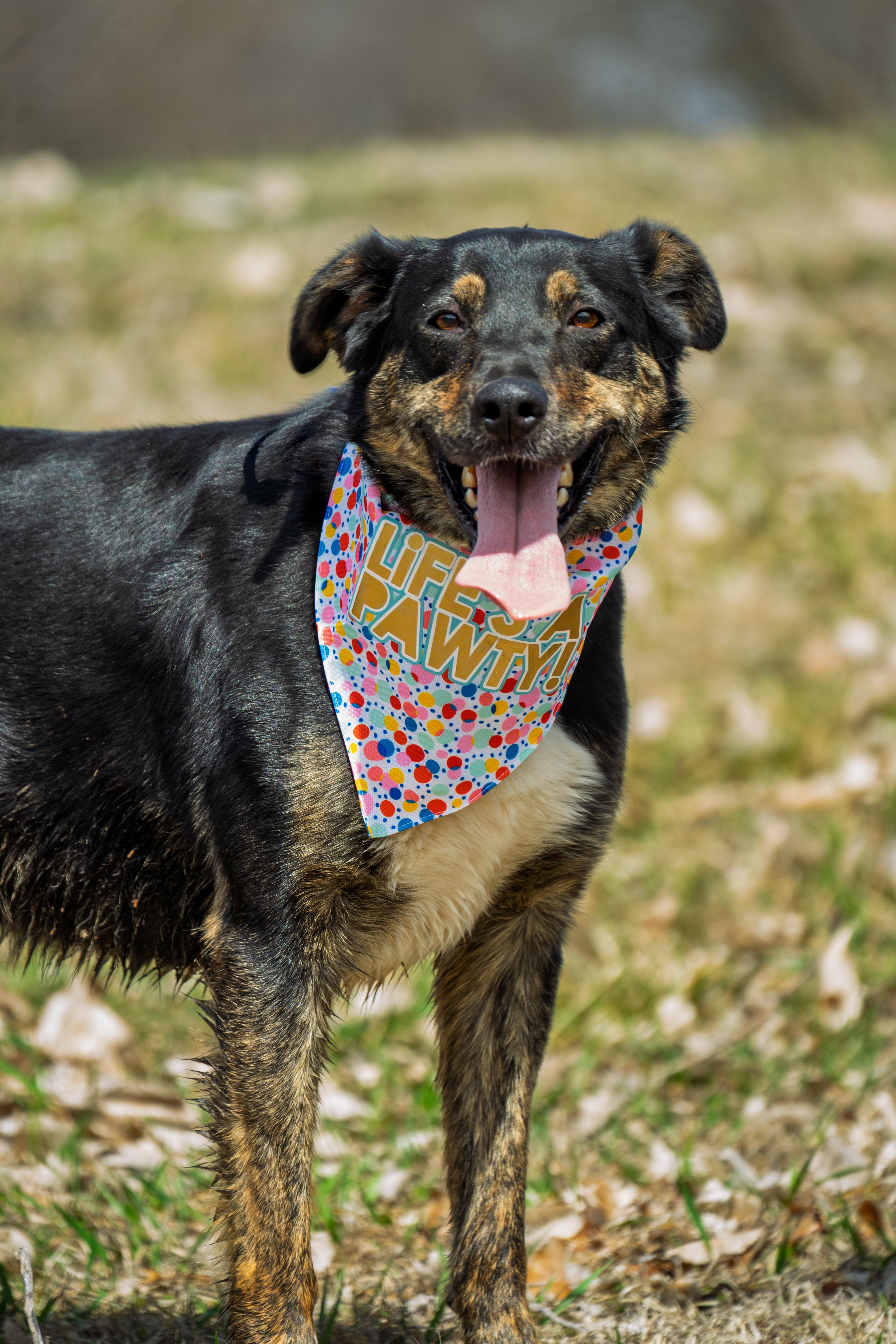 Enlarge Lucas, a Adoptable mixed breed in Auburn, NE image 4/4