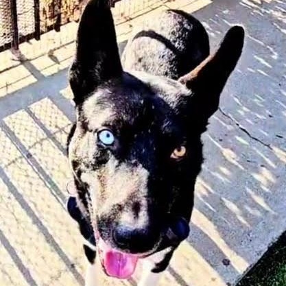 Jett, a ADOPTABLE mixed breed in Redwood City , CA image 3/6