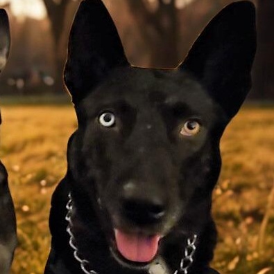 Jett, a ADOPTABLE mixed breed in Redwood City , CA image 6/6