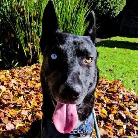 Jett, a ADOPTABLE mixed breed in Redwood City , CA image 1/6