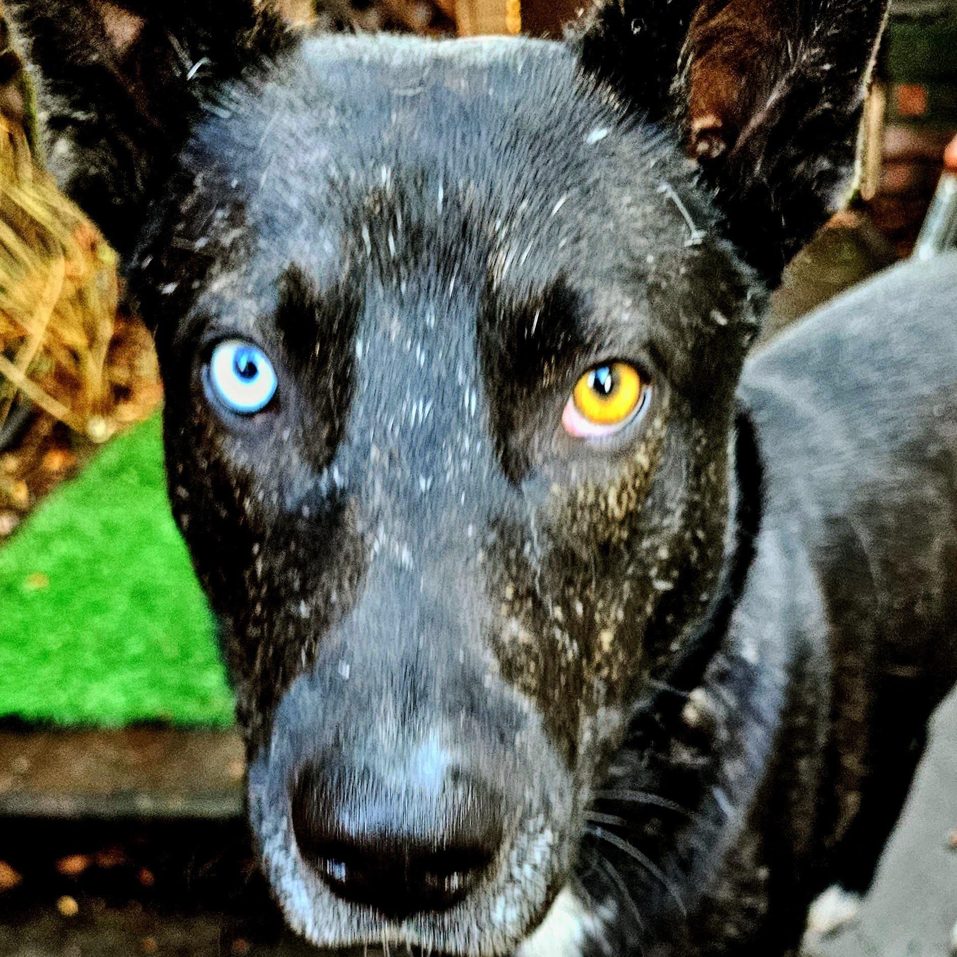 Jett, a ADOPTABLE mixed breed in Redwood City , CA image 4/6