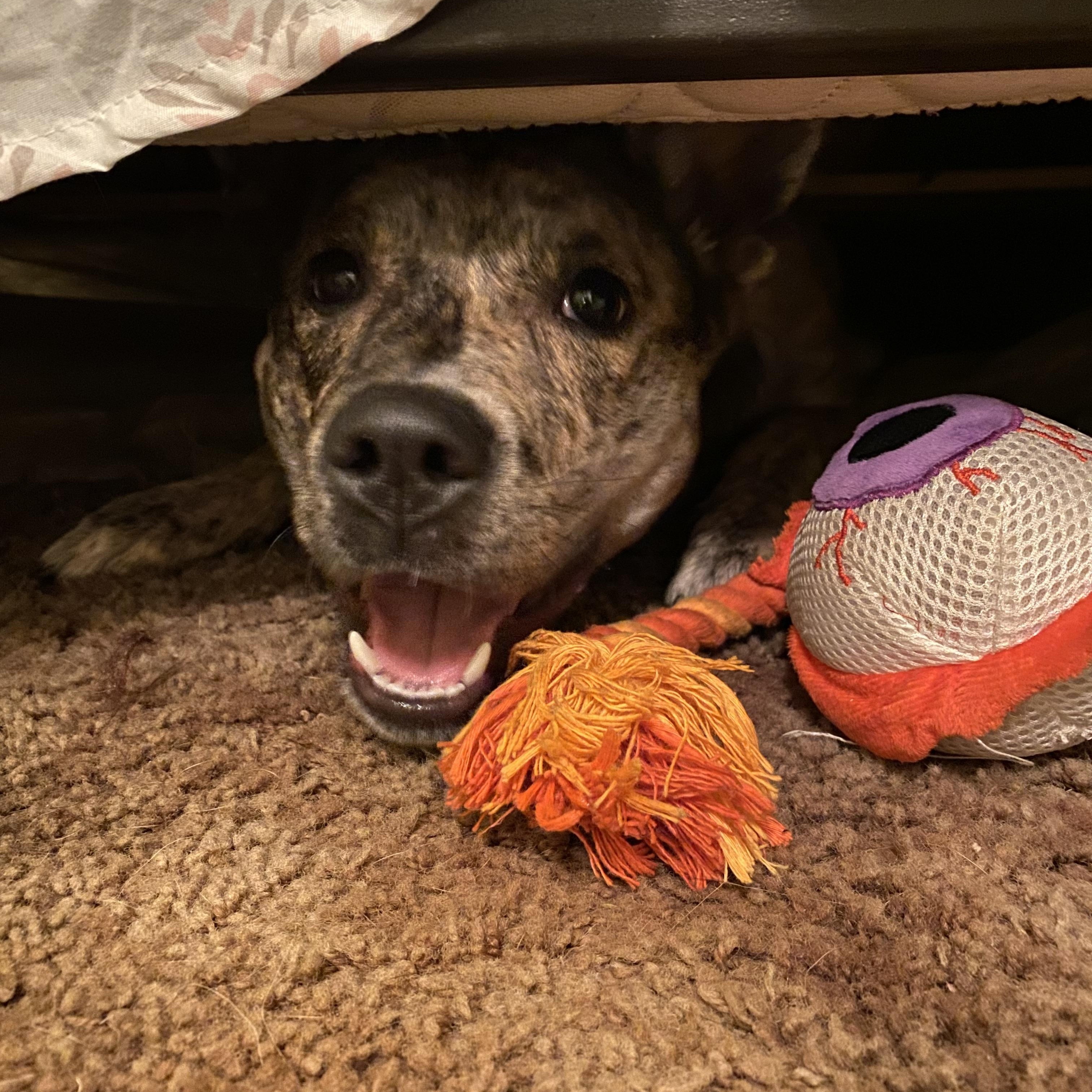 Enlarge Bella, a Adoptable Australian Cattle Dog / Blue Heeler in FRISCO, TX image 3/4