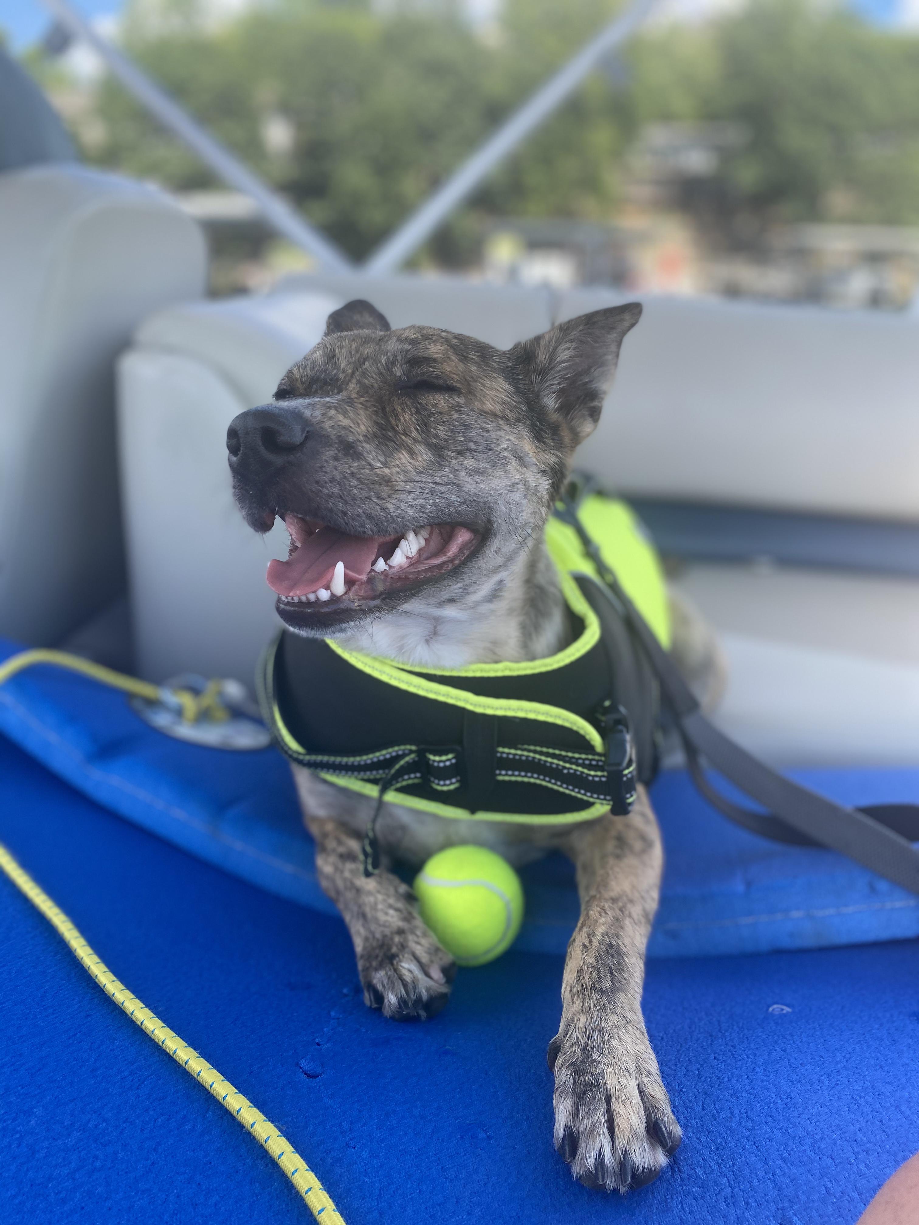 Enlarge Bella, a Adoptable Australian Cattle Dog / Blue Heeler in FRISCO, TX image 2/4