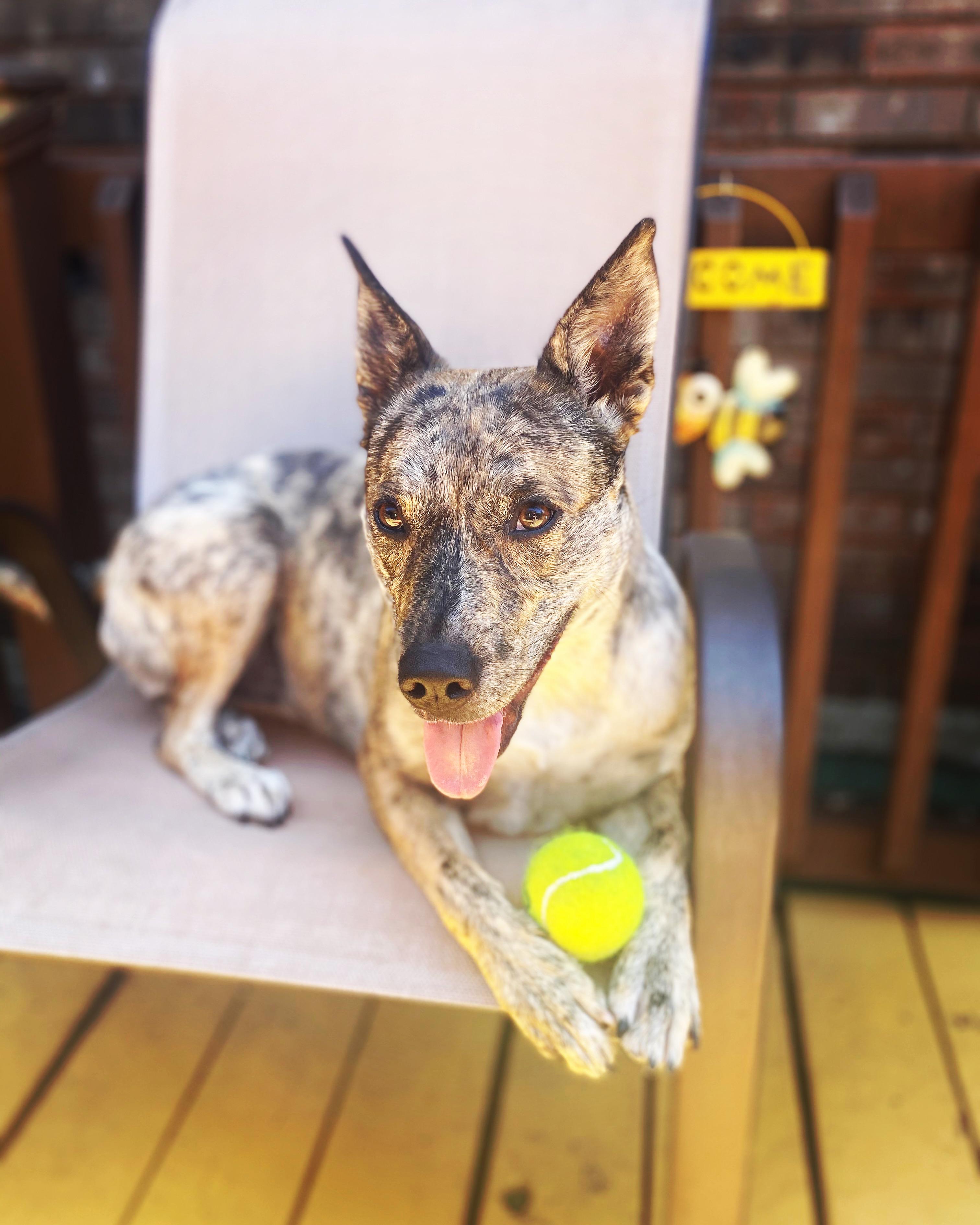 Enlarge Bella, a Adoptable Australian Cattle Dog / Blue Heeler in FRISCO, TX image 4/4