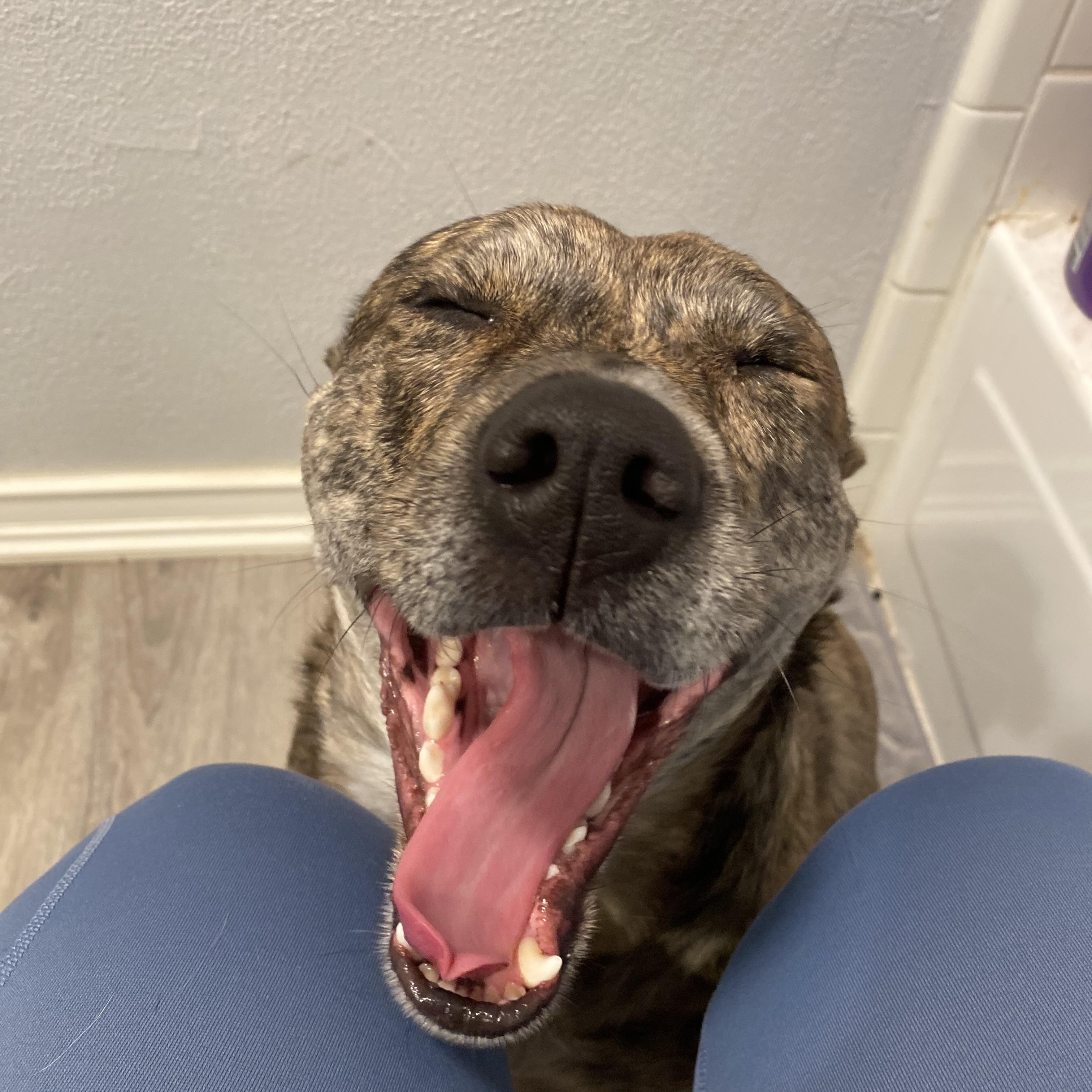 Enlarge Bella, a Adoptable Australian Cattle Dog / Blue Heeler in FRISCO, TX image 1/4