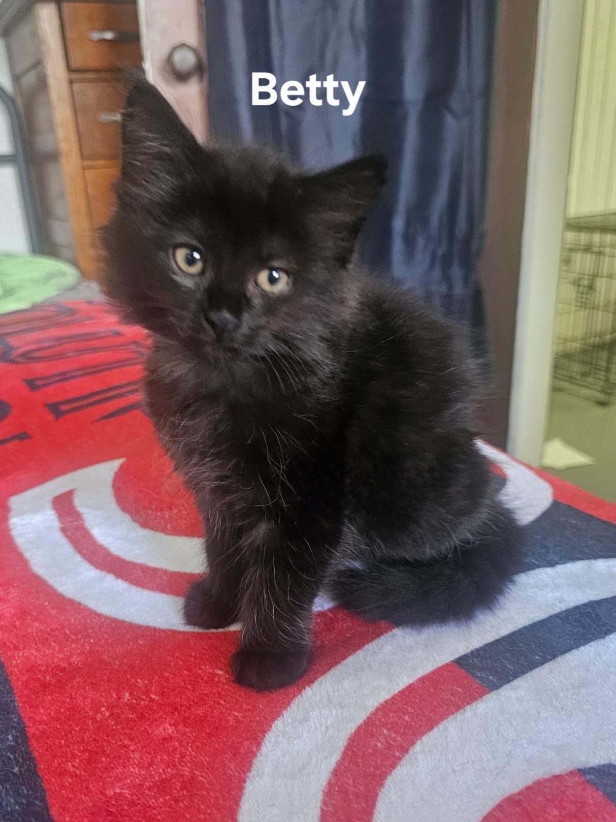 Betty, ADOPTABLE, Kitten Female Domestic Medium Hair.