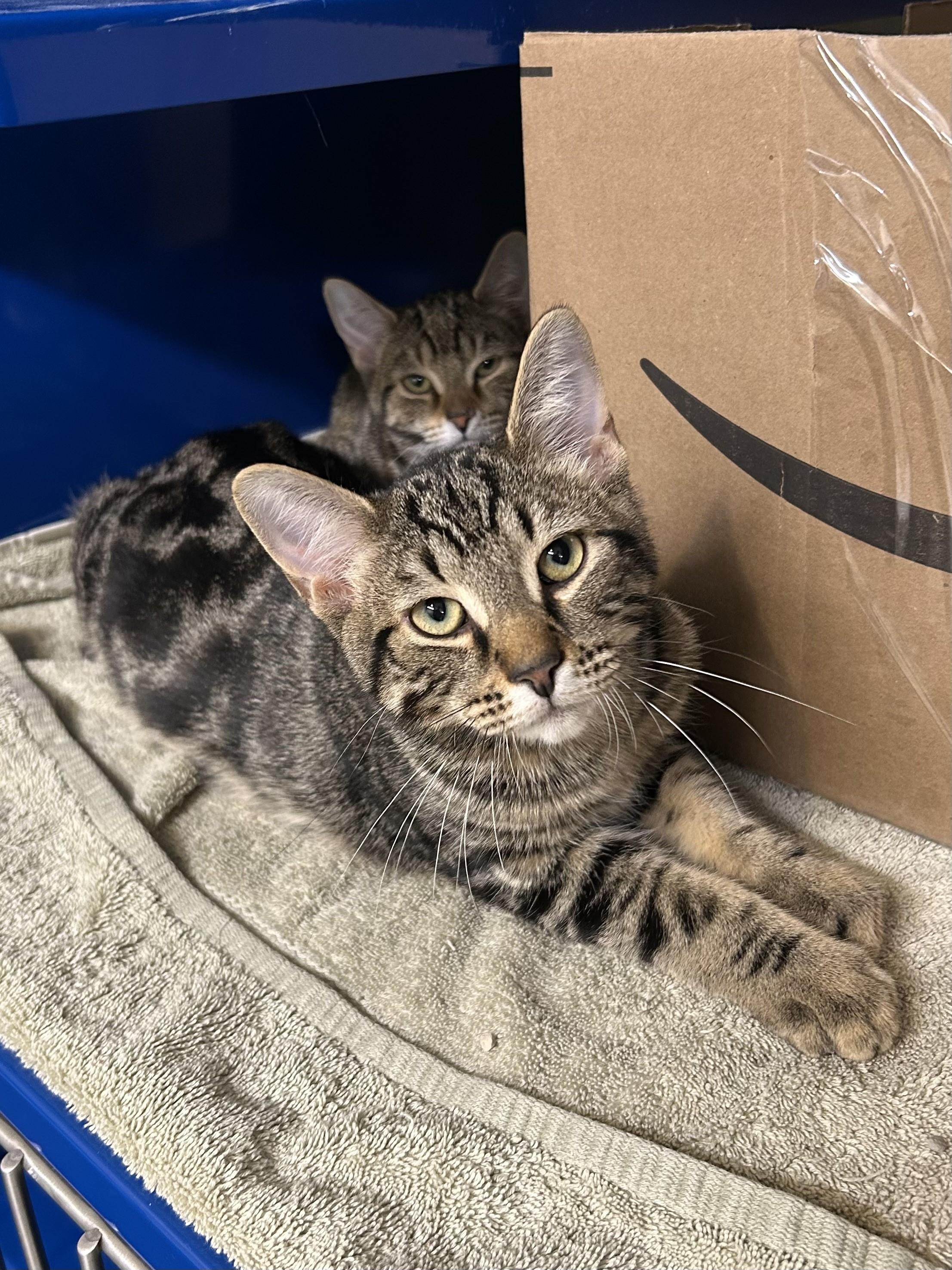Benedict, adoptable, Kitten Male Domestic Short Hair.