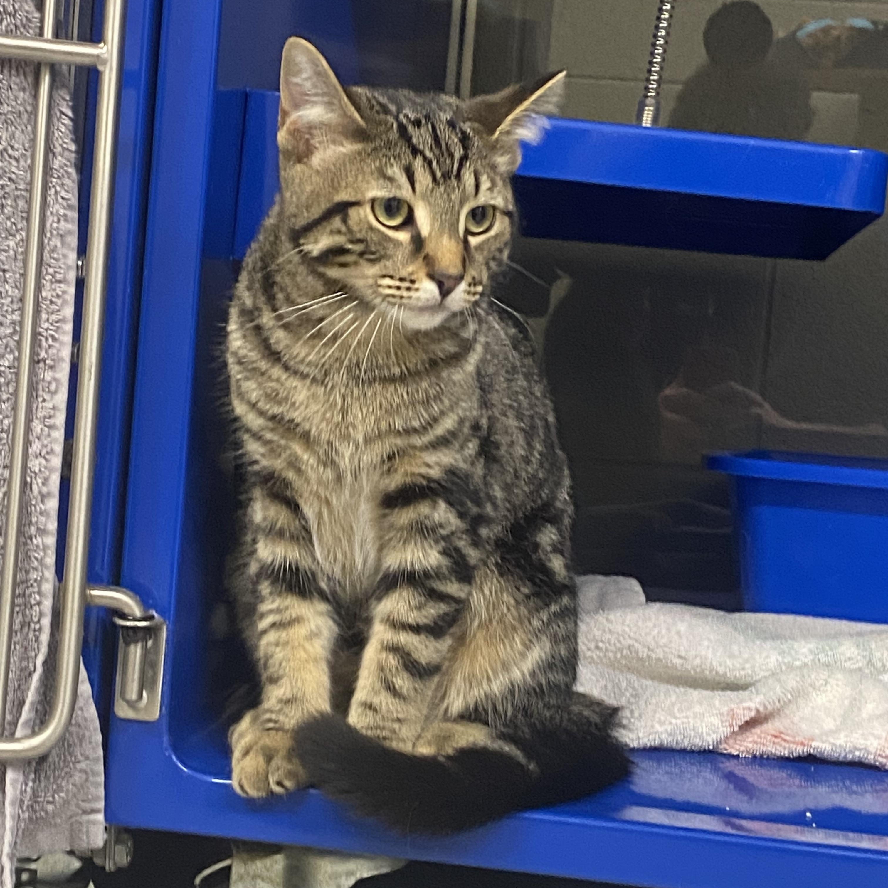 Enlarge Benedict, an adoptable Domestic Short Hair in Caledon, ON image 3/3