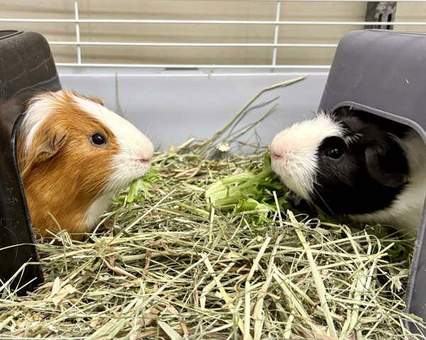 Benito & Rico, Adoptable, Adult Male Guinea Pig.