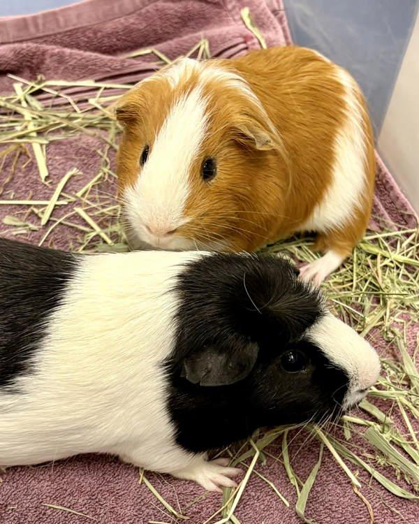 Enlarge Benito & Rico, a Adoptable mixed breed in Novato, CA image 2/6