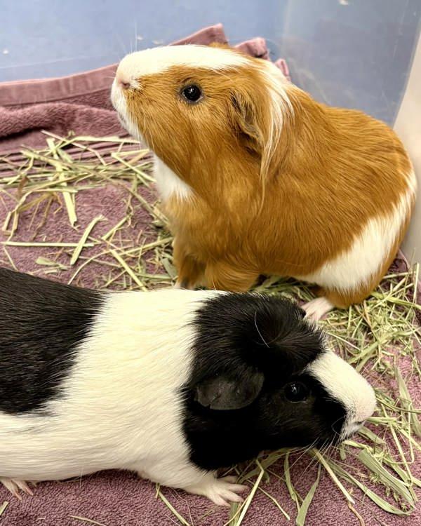 Enlarge Benito & Rico, a Adoptable mixed breed in Novato, CA image 4/6