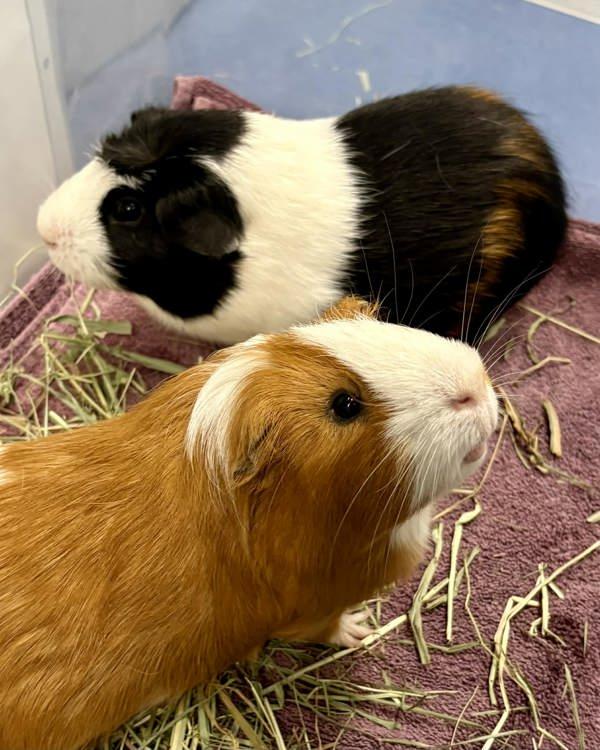 Enlarge Benito & Rico, a Adoptable mixed breed in Novato, CA image 6/6