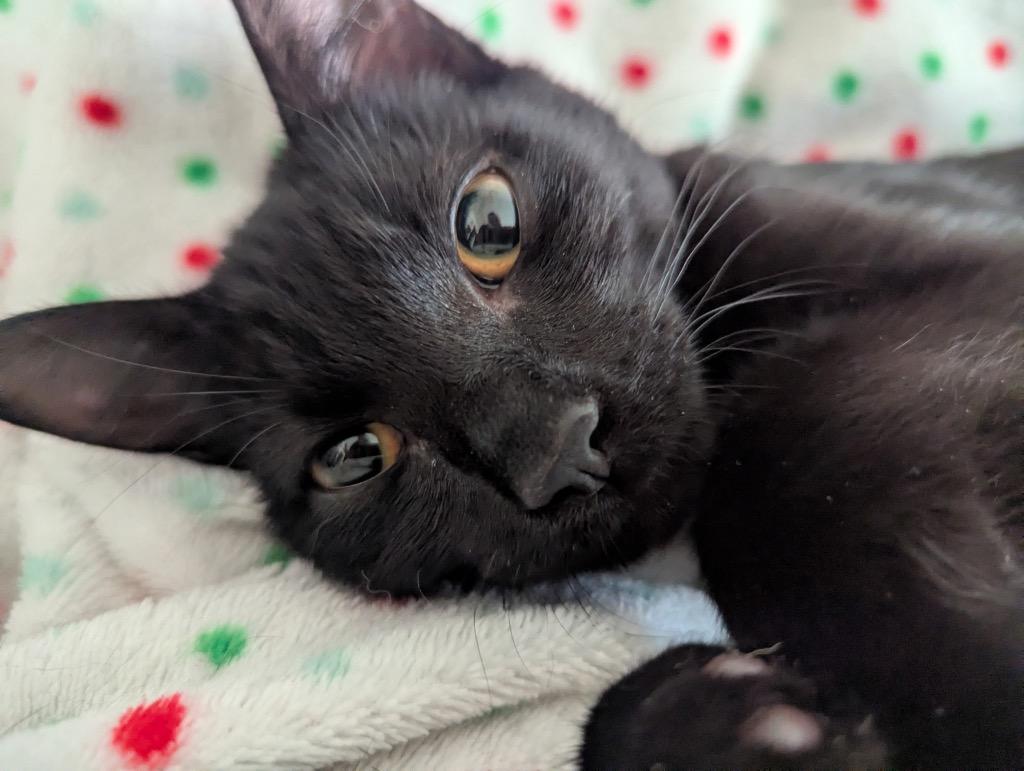 Shock, Adoptable, Kitten Female Domestic Short Hair.