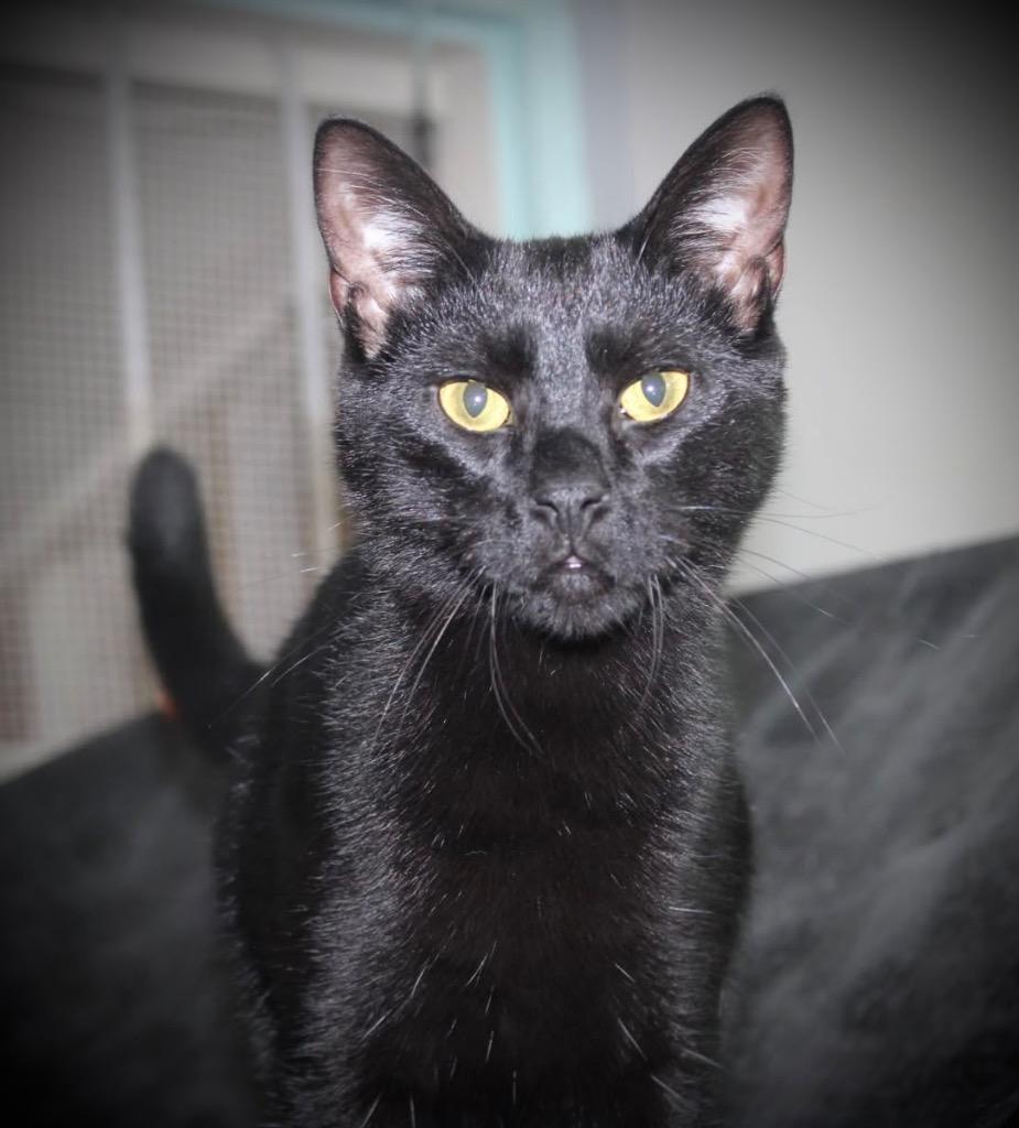 Shock, a Adoptable mixed breed in Hampton, VA image 2/4
