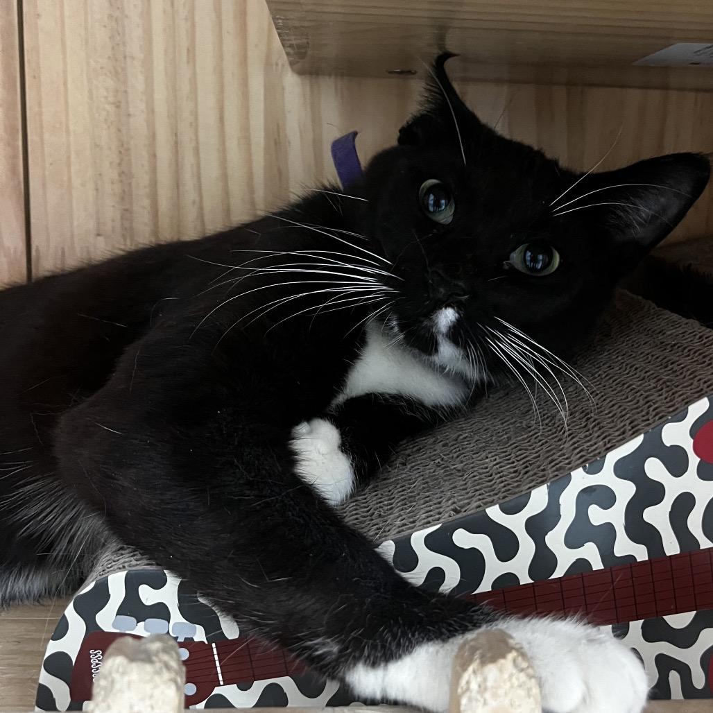 Ringo, a Adoptable Domestic Short Hair in Yucca Valley, CA image 1/4