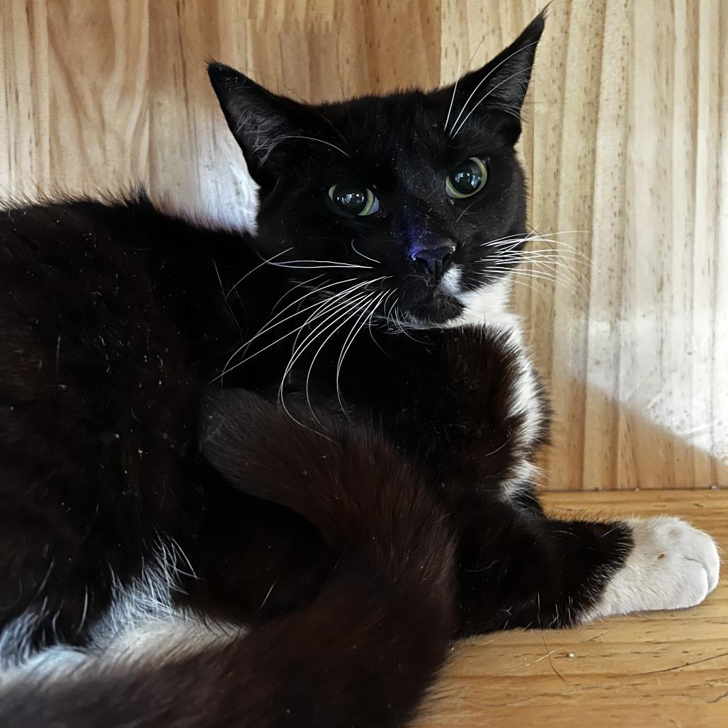 Ringo, a Adoptable Domestic Short Hair in Yucca Valley, CA image 2/4