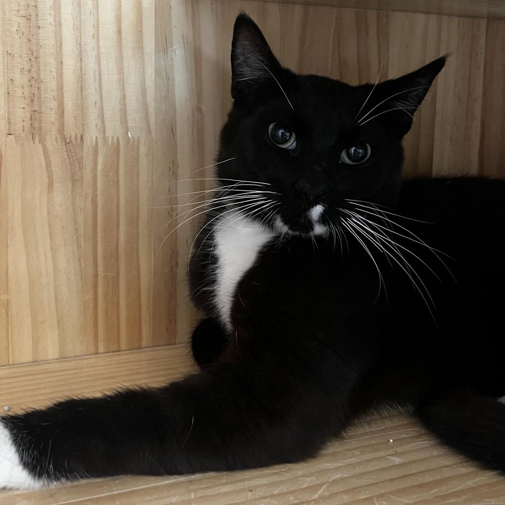 Ringo, a Adoptable Domestic Short Hair in Yucca Valley, CA image 3/4