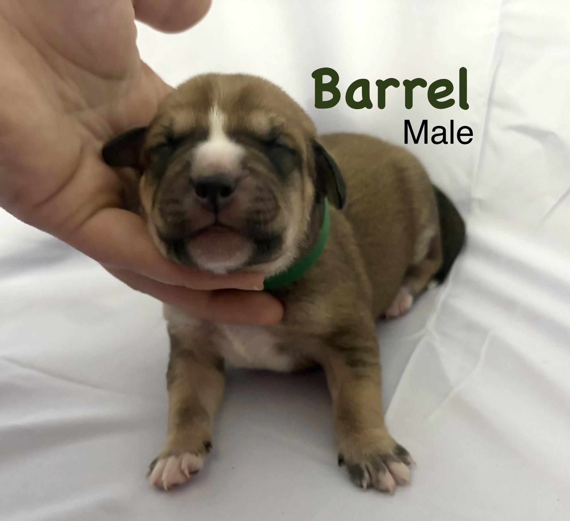 Barrel (available soon)