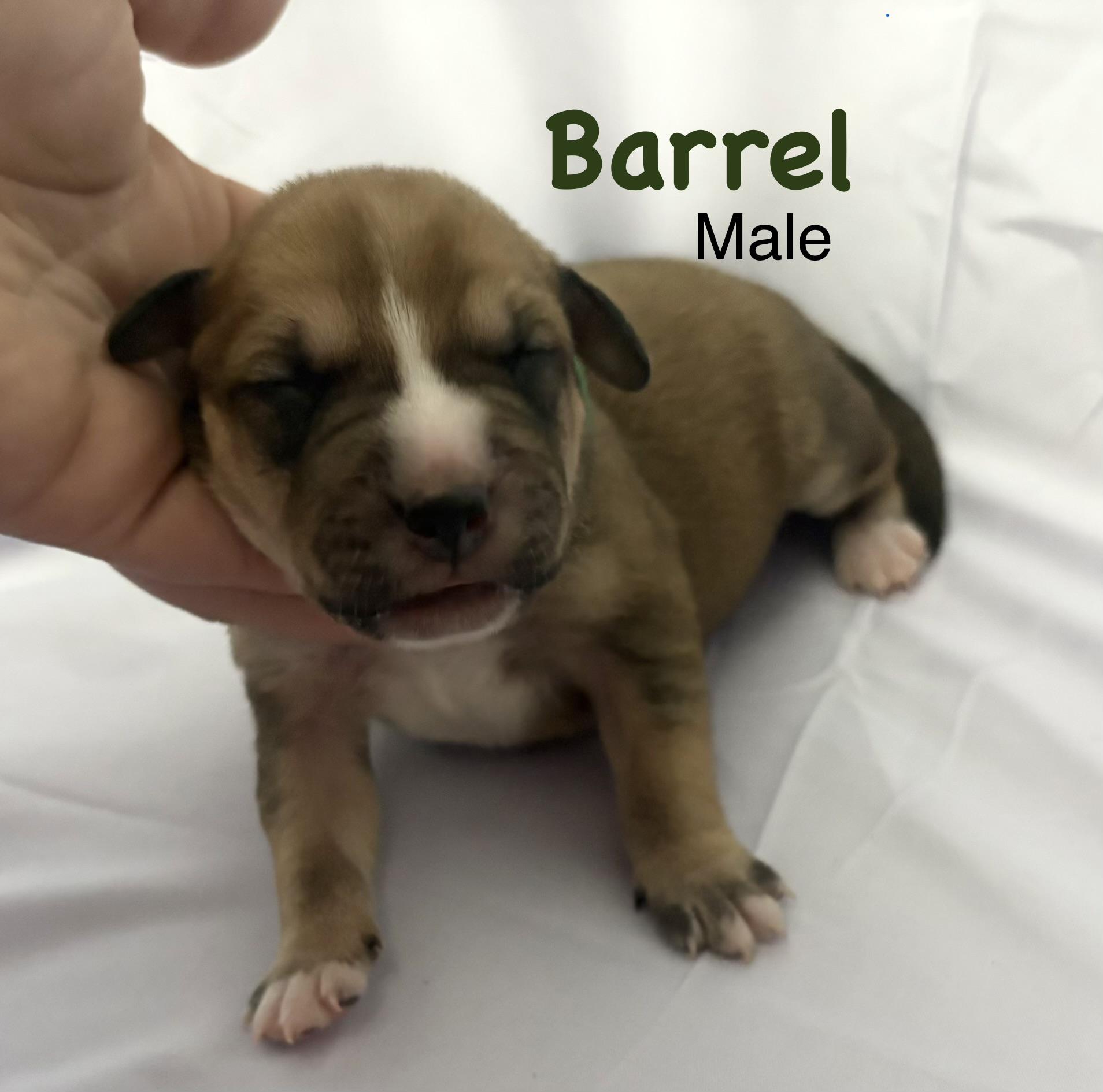 Barrel (available soon)