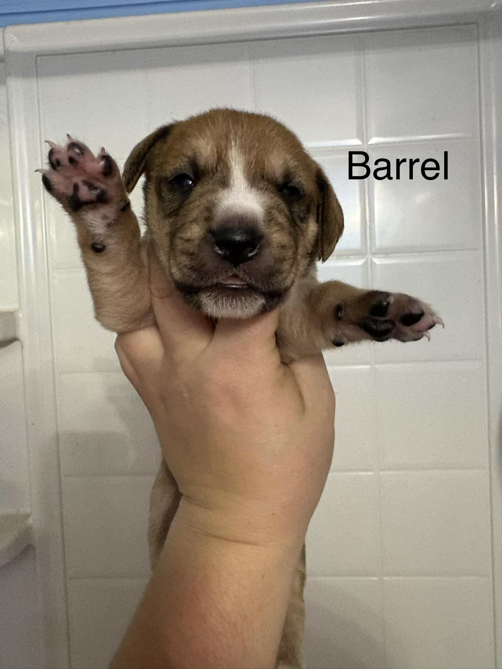 Barrel (available soon)