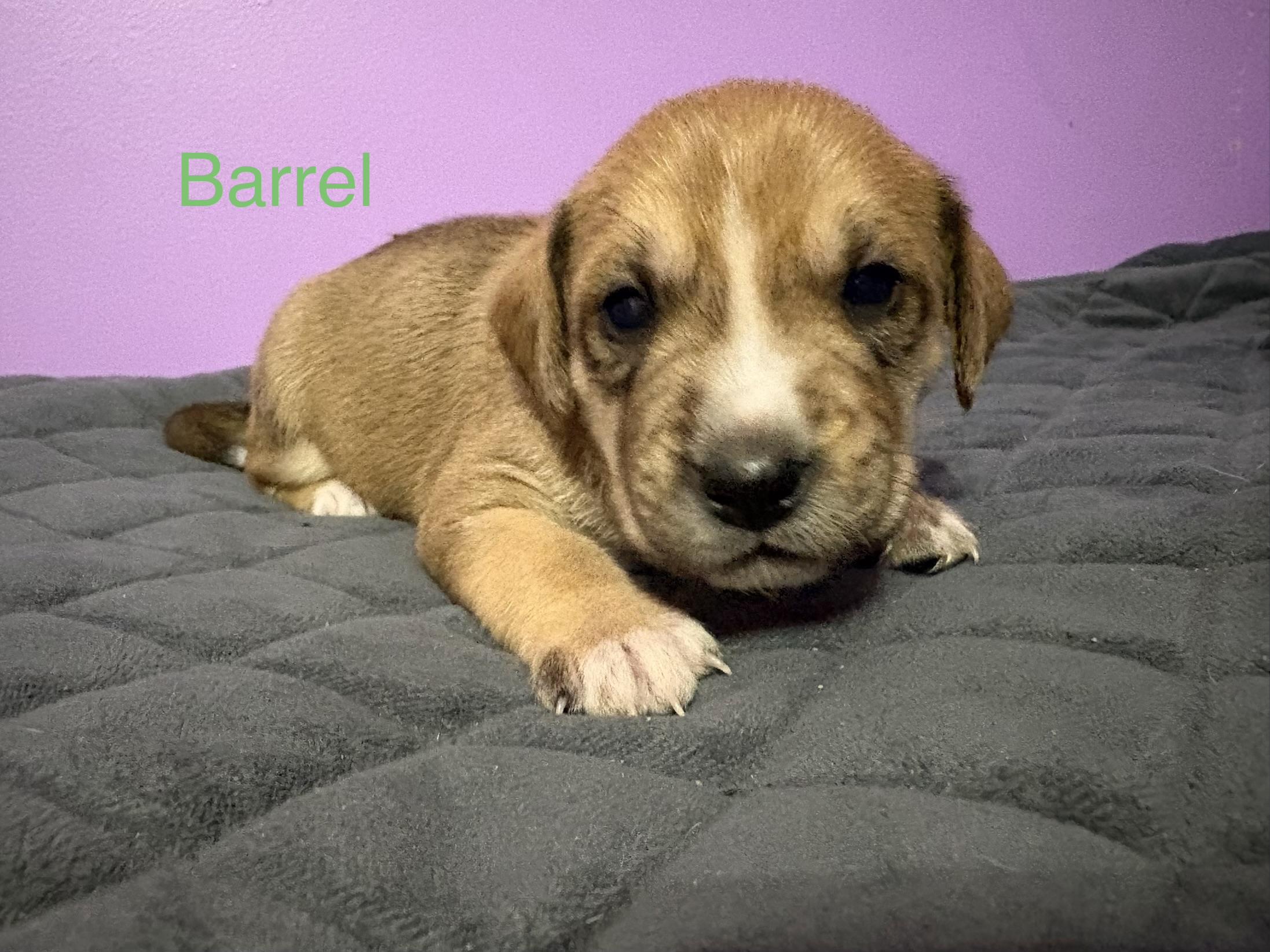 Barrel (available soon)