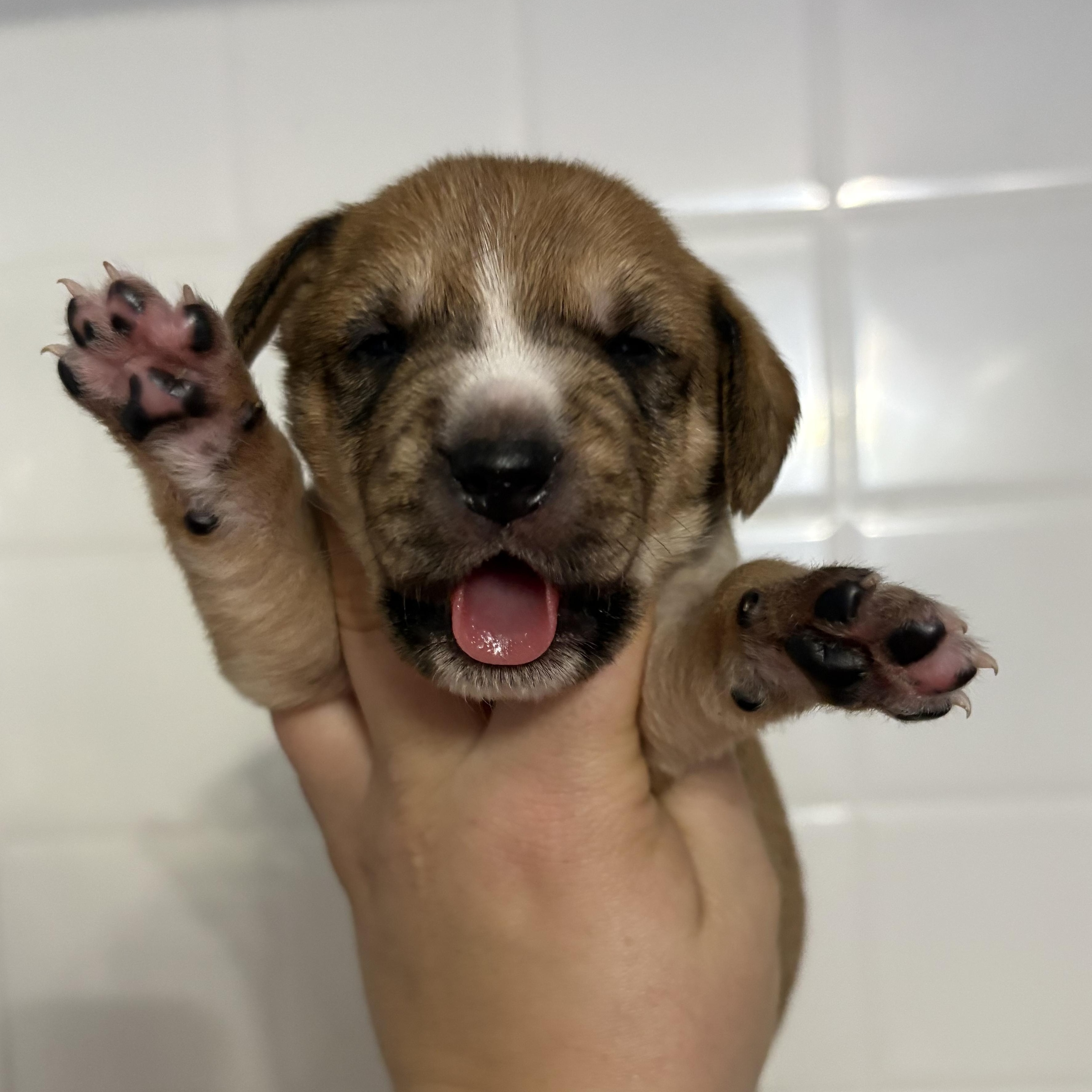 Barrel (available soon)