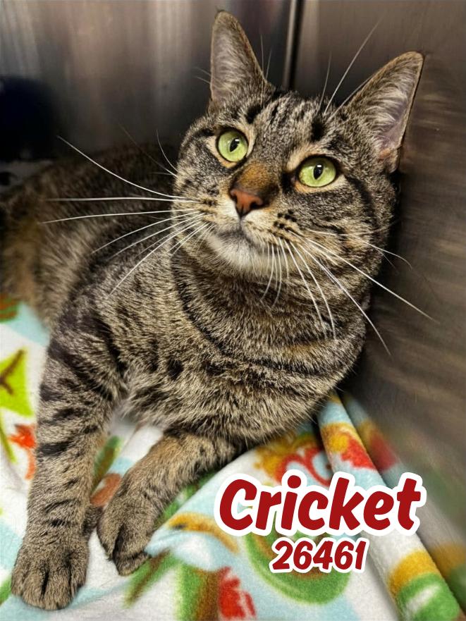 Cricket, a ADOPTABLE mixed breed in Oak Ridge, TN image 1/5