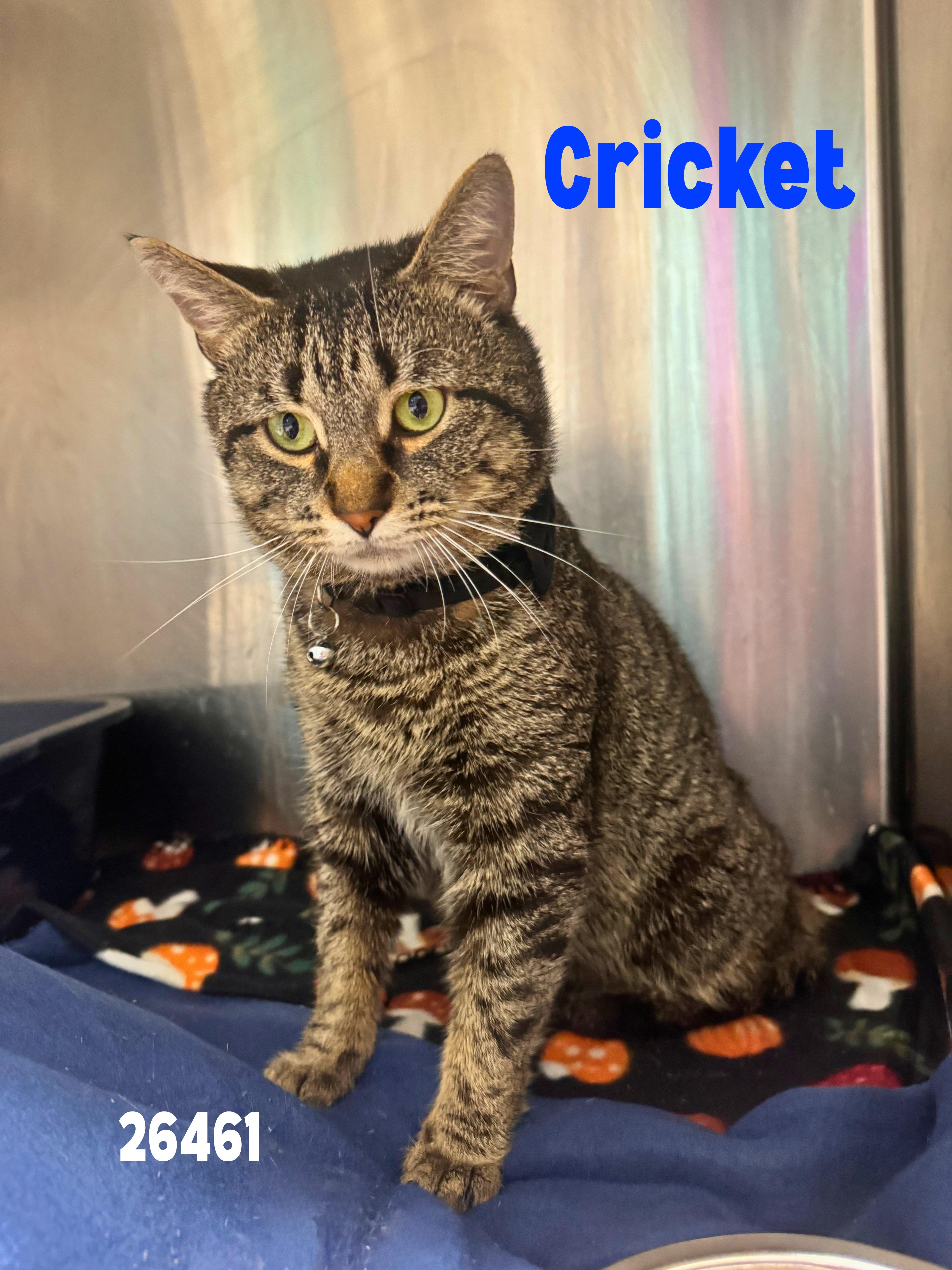 Cricket, a ADOPTABLE mixed breed in Oak Ridge, TN image 4/5