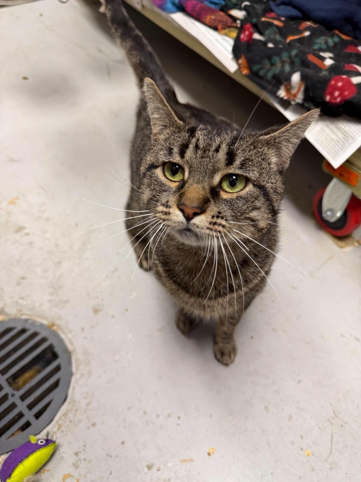 Cricket, a ADOPTABLE mixed breed in Oak Ridge, TN image 2/5