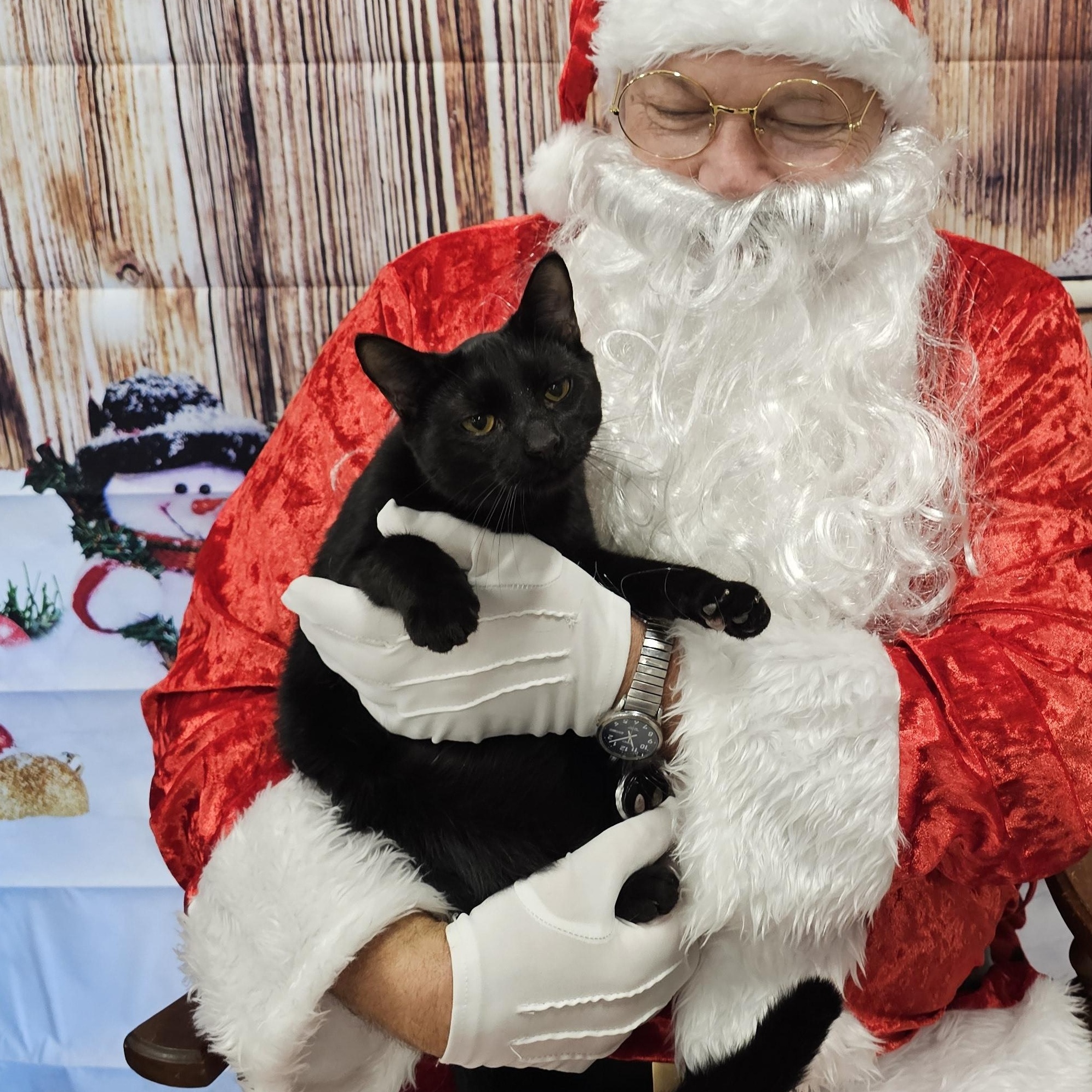 Ash, a Adoptable Domestic Short Hair in Lumberton, NC image 1/6