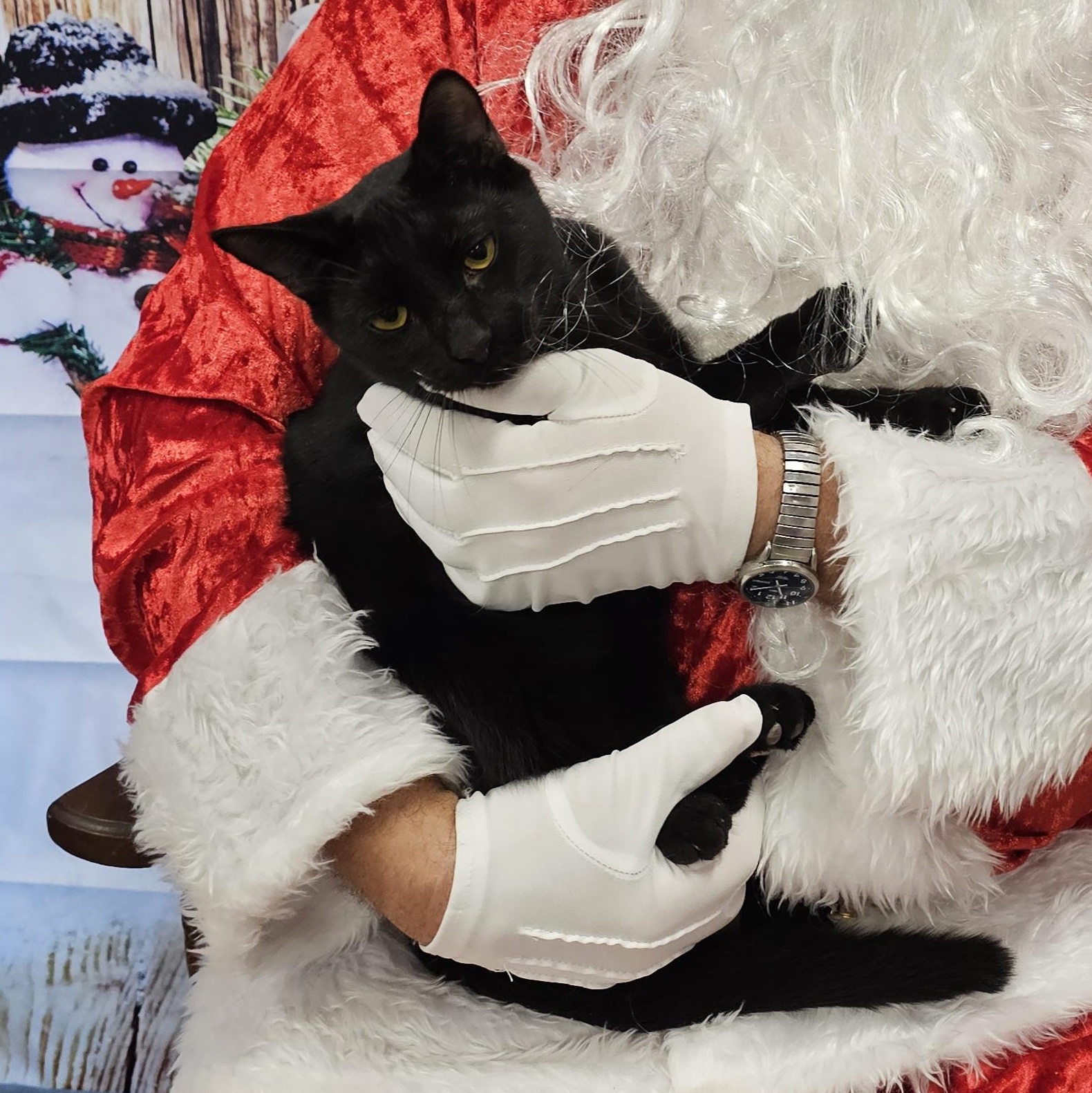 Ash, a Adoptable Domestic Short Hair in Lumberton, NC image 2/6