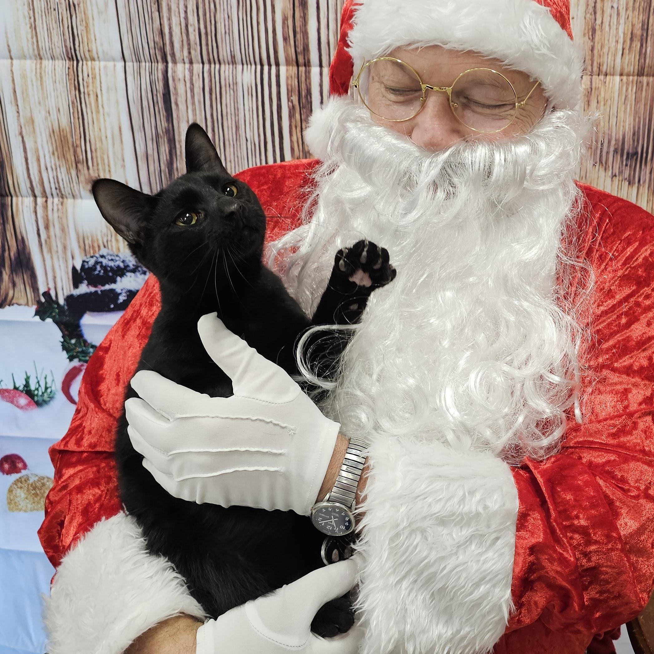 Ash, a Adoptable Domestic Short Hair in Lumberton, NC image 3/6